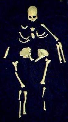 ceramicskeleton1.jpg